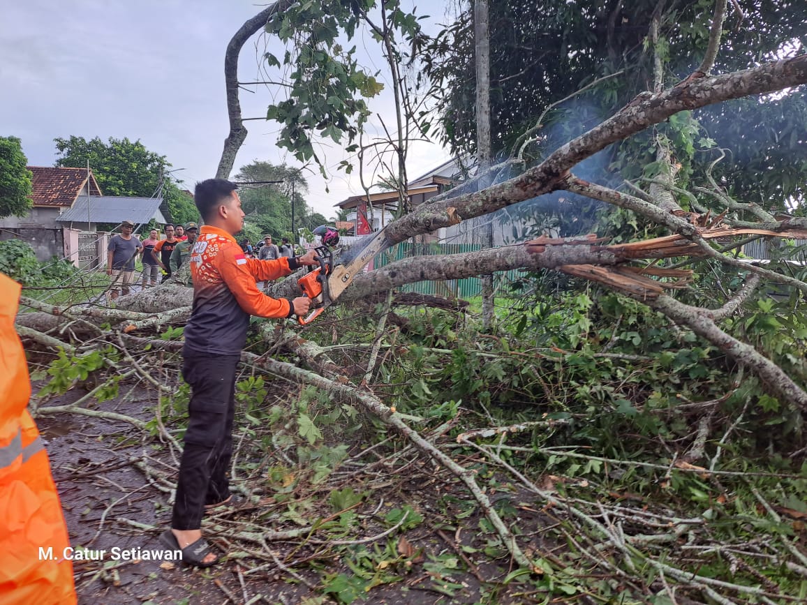 BPBD Muba Bersihkan Puing Pohon Tumbang di Sekayu